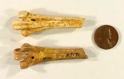 Dokumentasi USNM V11717 dengan identifikasi pada sumber Bathornis veredus. Isi dan label gambar dipertahankan.