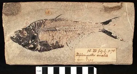 Dokumentasi USNM V4005 dengan identifikasi pada sumber Diplomystus analis. Isi dan label gambar dipertahankan.