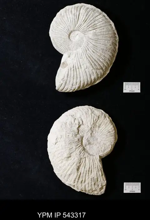 Dokumentasi YPM IP 543317 dengan identifikasi pada sumber Oxytropidoceras (Adkinsites) belknapi. Isi dan label gambar dipertahankan.