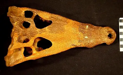 Dokumentasi USNM V6533 dengan identifikasi pada sumber Borealosuchus sternbergii. Isi dan label gambar dipertahankan.