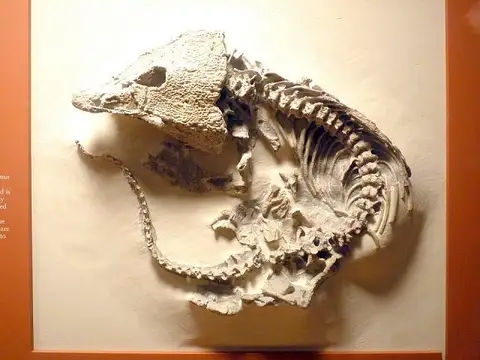 Dokumentasi USNM V17045 dengan identifikasi pada sumber Labidosaurus hamatus. Isi dan label gambar dipertahankan.