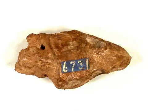Dokumentasi USNM V6731 dengan identifikasi pada sumber Captorhinus aguti. Isi dan label gambar dipertahankan.