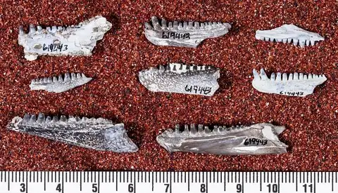 Dokumentasi USNM PAL619443 dengan identifikasi pada sumber Captorhinus magnus. Isi dan label gambar dipertahankan.