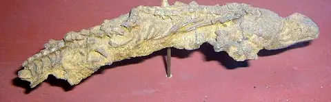 Dokumentasi USNM PAL437988 dengan identifikasi pada sumber Protocaptorhinus pricei. Isi dan label gambar dipertahankan.