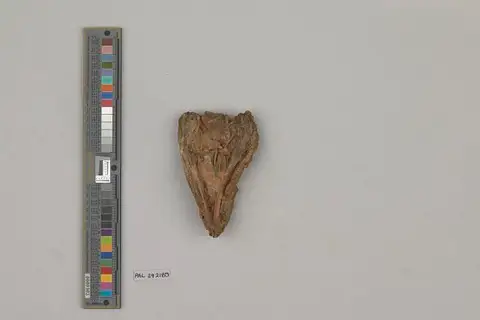 Dokumentasi USNM PAL392180 dengan identifikasi pada sumber Protorothyris archeri. Isi dan label gambar dipertahankan.