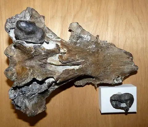Dokumentasi USNM PAL525001 dengan identifikasi pada sumber Albertocetus meffordorum. Isi dan label gambar dipertahankan.