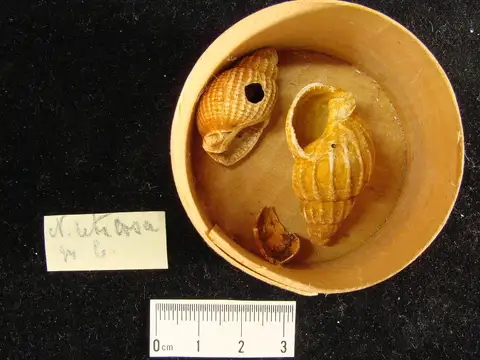Dokumentasi YPM IP 302294 dengan identifikasi pada sumber Nassarius (Uzita) reticosus. Isi dan label gambar dipertahankan.
