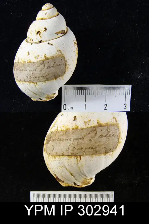 Dokumentasi YPM IP 302941 dengan identifikasi pada sumber Liomesus dalei. Isi dan label gambar dipertahankan.