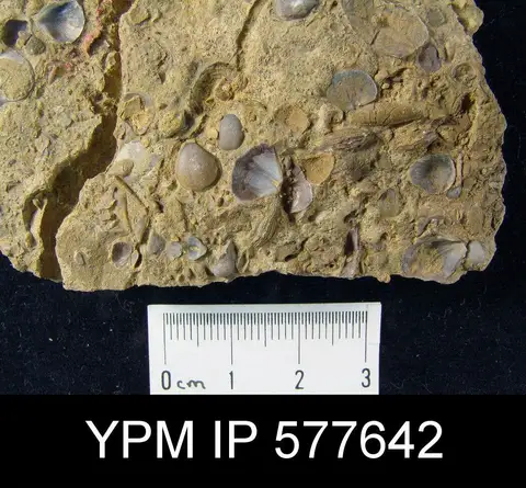 Dokumentasi YPM IP 577642 dengan identifikasi pada sumber Crurithyris planoconvexa. Isi dan label gambar dipertahankan.