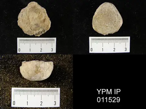 Dokumentasi YPM IP 011529 dengan identifikasi pada sumber Linoproductus cora. Isi dan label gambar dipertahankan.