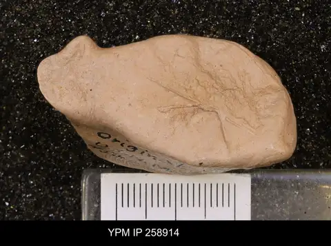 Dokumentasi YPM IP 258914 dengan identifikasi pada sumber Palaeopecten cobscooki. Isi dan label gambar dipertahankan.