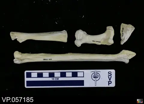 Dokumentasi YPM VP 057185 dengan identifikasi pada sumber Parahesperornis alexi. Isi dan label gambar dipertahankan.