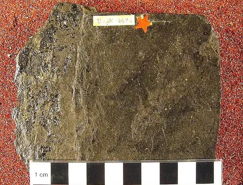 Dokumentasi USNM V4474 dengan identifikasi pada sumber Tuditanus walcotti. Isi dan label gambar dipertahankan.