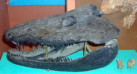 Dokumentasi USNM V20636 dengan identifikasi pada sumber Neopteroplax conemaughensis. Isi dan label gambar dipertahankan.