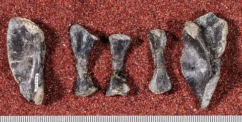 Dokumentasi USNM V26368 dengan identifikasi pada sumber Mauchchunkia bassa. Isi dan label gambar dipertahankan.