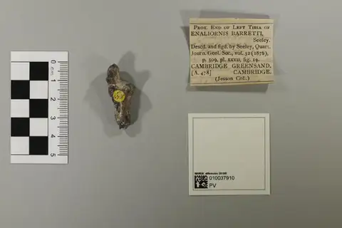 Dokumentasi PV A 478 dengan identifikasi pada sumber Enaliornis barretti. Isi dan label gambar dipertahankan.