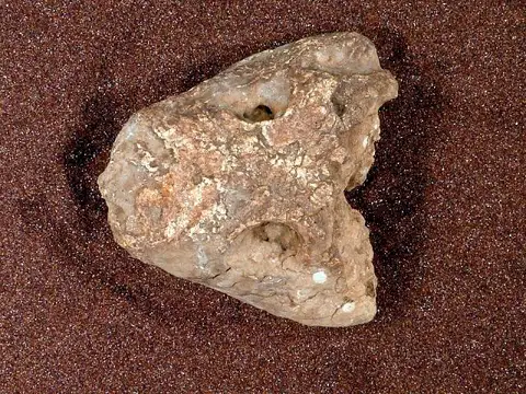 Dokumentasi USNM V15553 dengan identifikasi pada sumber Seymouria baylorensis. Isi dan label gambar dipertahankan.