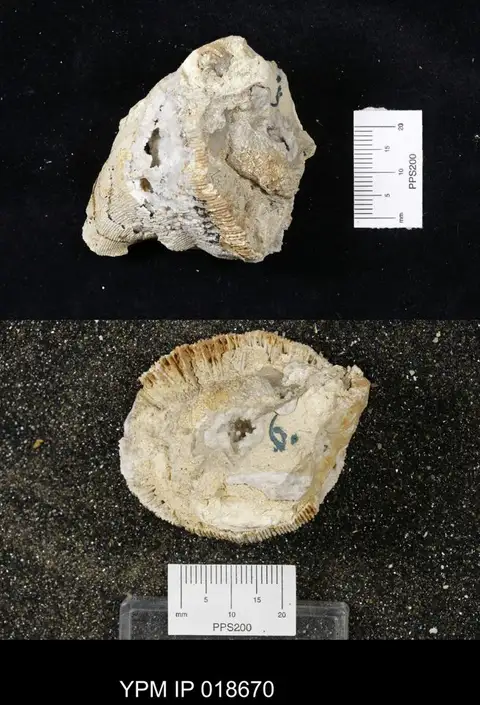 Dokumentasi YPM IP 018670 dengan identifikasi pada sumber Epistreptophyllum commune. Isi dan label gambar dipertahankan.