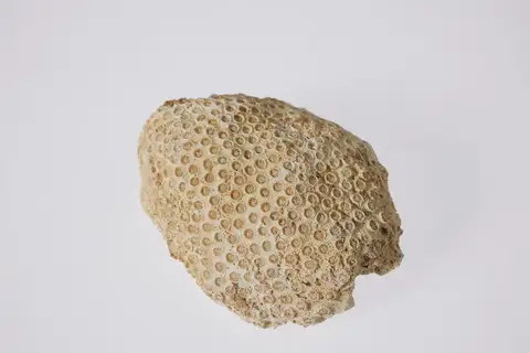 Dokumentasi P 55939 dengan identifikasi pada sumber Porites porites. Isi dan label gambar dipertahankan.