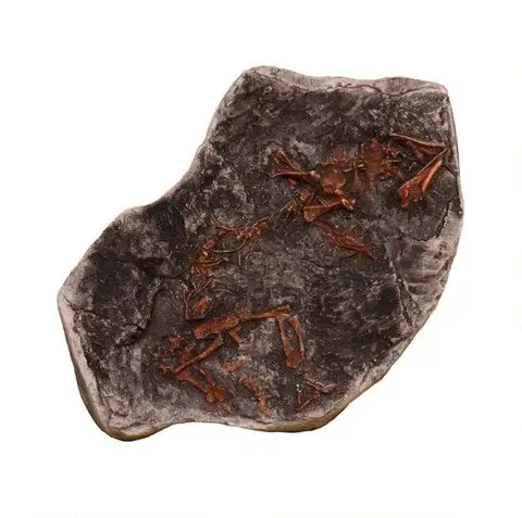 Dokumentasi YPM VP 005897 dengan identifikasi pada sumber Paleothyris acadiana. Isi dan label gambar dipertahankan.