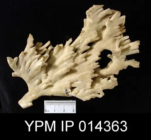 Dokumentasi YPM IP 014363 dengan identifikasi pada sumber Millepora alcicornis. Isi dan label gambar dipertahankan.