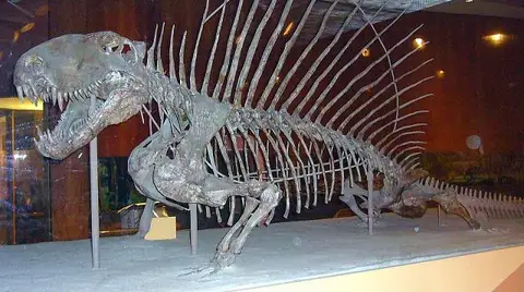Dokumentasi USNM V8635 dengan identifikasi pada sumber Dimetrodon grandis. Isi dan label gambar dipertahankan.