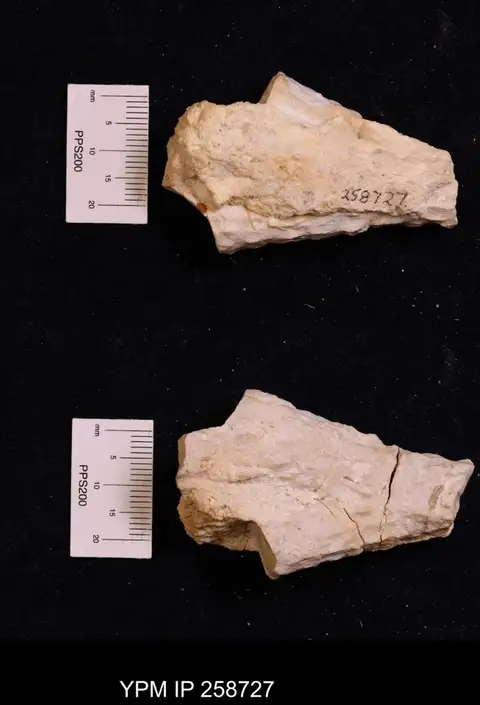 Dokumentasi YPM IP 258727 dengan identifikasi pada sumber Aplosmilia rugosa. Isi dan label gambar dipertahankan.
