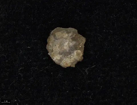 Dokumentasi YPM IP 024356 dengan identifikasi pada sumber Amphiclina dubia. Isi dan label gambar dipertahankan.