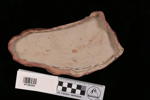Dokumentasi YPM VP 064264 dengan identifikasi pada sumber Araeoscelis casei. Isi dan label gambar dipertahankan.