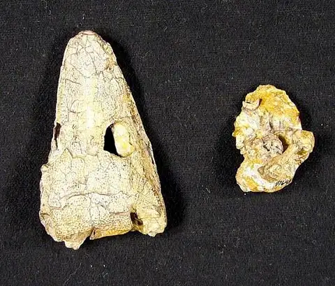 Dokumentasi USNM PAL437646 dengan identifikasi pada sumber Chenoprosopus lewisi. Isi dan label gambar dipertahankan.