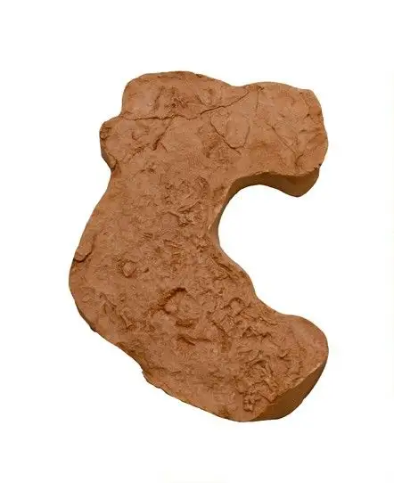 Dokumentasi YPM VP 005891 dengan identifikasi pada sumber Hylonomus lyelli. Isi dan label gambar dipertahankan.