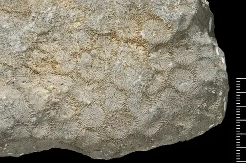 Dokumentasi PI AZ 3136 dengan identifikasi pada sumber Agathiphyllia antiguensis. Isi dan label gambar dipertahankan.