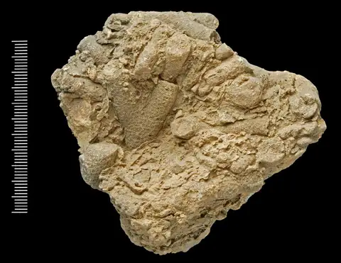 Dokumentasi PI AZ 3108 dengan identifikasi pada sumber Porites baracoaensis. Isi dan label gambar dipertahankan.