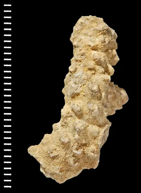 Dokumentasi PI AZ 3129 dengan identifikasi pada sumber Acropora saludensis. Isi dan label gambar dipertahankan.