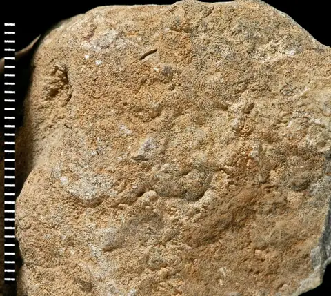 Dokumentasi PI AZ 3131 dengan identifikasi pada sumber Goniopora imperatoris. Isi dan label gambar dipertahankan.