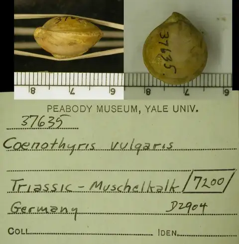 Dokumentasi YPM IP 037635 dengan identifikasi pada sumber Coenothyris vulgaris. Isi dan label gambar dipertahankan.