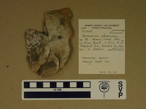 Dokumentasi YPM VP 041060 dengan identifikasi pada sumber Corosaurus alcovensis. Isi dan label gambar dipertahankan.