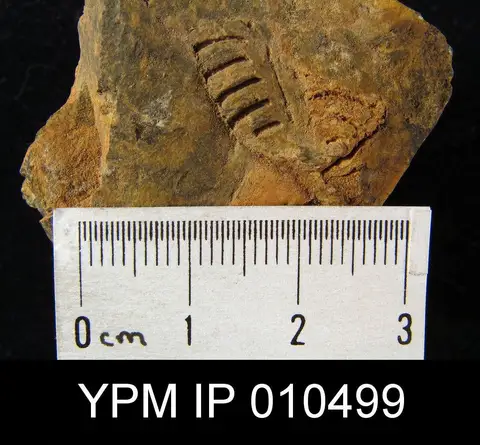Dokumentasi YPM IP 010499 dengan identifikasi pada sumber Leptodus richthofeni. Isi dan label gambar dipertahankan.