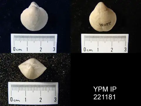 Dokumentasi YPM IP 221181 dengan identifikasi pada sumber Martiniopsis orientalis. Isi dan label gambar dipertahankan.