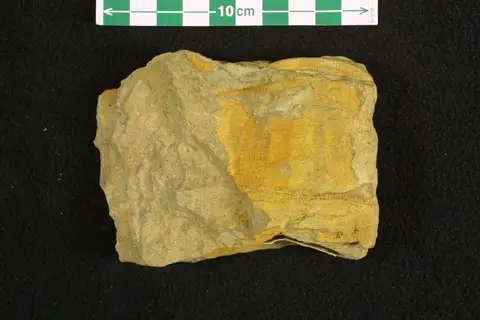 Dokumentasi P 120917 dengan identifikasi pada sumber Protoretepora ampla. Isi dan label gambar dipertahankan.