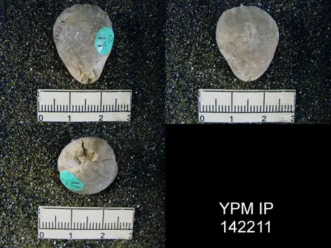 Dokumentasi YPM IP 142211 dengan identifikasi pada sumber Notothyris djoulfensis. Isi dan label gambar dipertahankan.