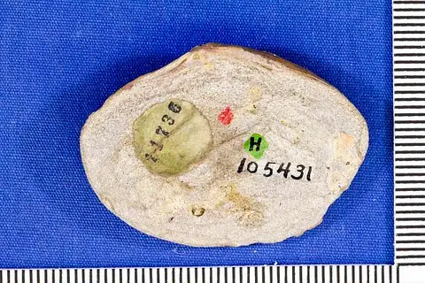Dokumentasi USNM PAL105431 dengan identifikasi pada sumber Nelltia stenzeli. Isi dan label gambar dipertahankan.