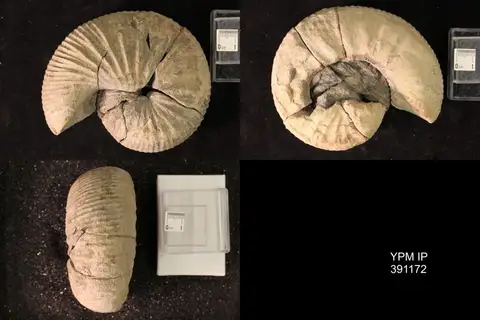 Dokumentasi YPM IP 391172 dengan identifikasi pada sumber Clioscaphites montanensis. Isi dan label gambar dipertahankan.