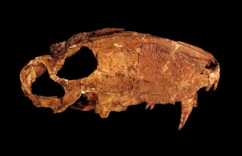 Dokumentasi P 207798 dengan identifikasi pada sumber Eotitanosuchus olsoni. Isi dan label gambar dipertahankan.