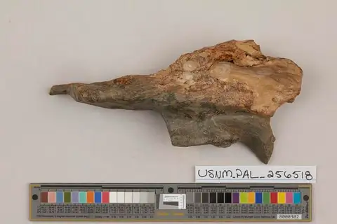 Dokumentasi USNM PAL256518 dengan identifikasi pada sumber Tonsala hildegardae. Isi dan label gambar dipertahankan.
