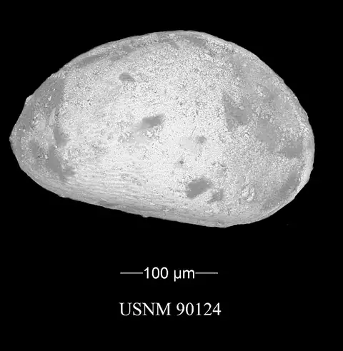 Dokumentasi USNM PAL90124 dengan identifikasi pada sumber Basslerella obesa. Isi dan label gambar dipertahankan.