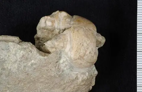 Dokumentasi USNM PAL134652 dengan identifikasi pada sumber Delocrinus densus. Isi dan label gambar dipertahankan.