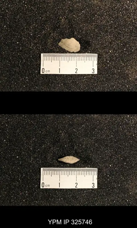 Dokumentasi YPM IP 325746 dengan identifikasi pada sumber Phestia speluncaria. Isi dan label gambar dipertahankan.