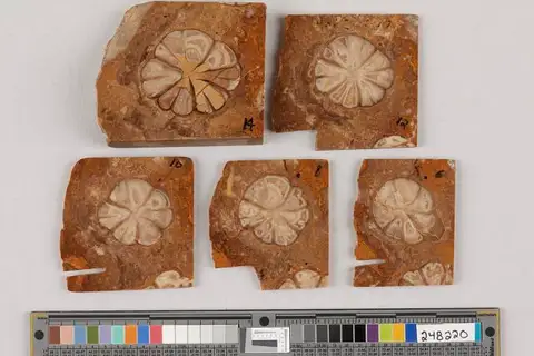 Dokumentasi USNM PAL248220 dengan identifikasi pada sumber Numidiaphyllum gillianum. Isi dan label gambar dipertahankan.