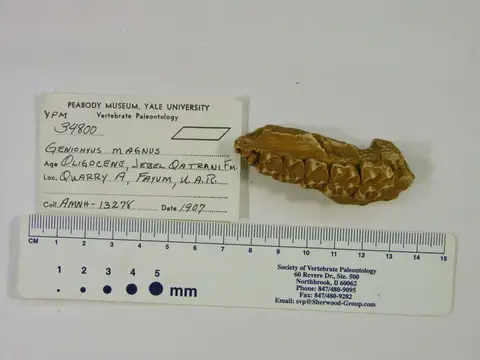 Dokumentasi YPM VP 034800 dengan identifikasi pada sumber Geniohyus magnus. Isi dan label gambar dipertahankan.